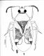 A. cyprius (from önder).jpg