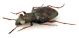 Comb1474_30zF8cr.jpg