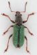 Polydrusus-juniperii-up.jpg