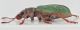 Polydrusus-juniperii-lateral.jpg