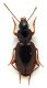 Comb1468_15zF3cr.jpg