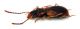 Comb1478_36zF3cr.jpg