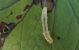 Paganella forse 15-09-2012 b.jpg