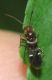 mimocoris2.jpg