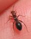 mimocoris.jpg
