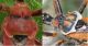 Rhynocoris6.jpg