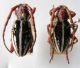 Pedestredorcadion discomaculatum 008.jpg