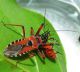 Rhynocoris.jpg