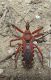 Rhynocoris2.jpg