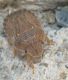 sciocoris sp2.jpg