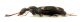 Comb1484_18zF3cr.jpg
