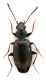 Comb1486_09zF3cr.jpg