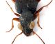 Comb1482_35zF3cr.jpg
