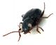 Comb1465_37zF3cr.jpg