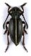 Dorcadion sulcipenne sulcipenne_female.jpg