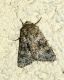 DSC_4079 comp.jpg