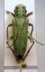 Saperda punctata (Linné, 1767) .JPG