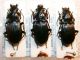 Abax parallelipipedus curtulus.jpg