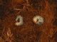 dorcus paral ento it 10ok.jpg