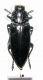 buprestidae.jpg