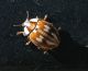 coccinellidae.jpg