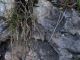 Gnophos obfuscata 17-08-2014 Cimone q.700.jpg