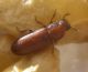 Tribolium 1 (6-11-14 Perdiguera).jpg