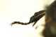 ant.jpg