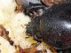 xylotrupes3.jpg