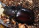 xylotrupes1.jpg