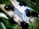 xylotrupes0.jpg