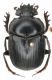 Scarabaeus_dorsal_from Namibia_2.jpg