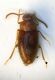 Scydmenide 1b.JPG