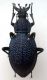 Procerus caucasicus antonkozlovi Female, 2, 48 mm.1 photo.JPG