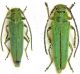 Phytoecia malachitica Algeria 007.jpg
