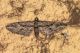 Eupithecia ericeata (Rambur, 1833) copia.JPG