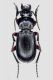tn_Pterostichinae.JPG