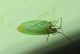 Miridae2.jpg