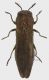 Agrilus solieri_Badesti_Forum.jpg
