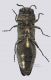 Agrilus solieri_Badesti_v_Forum.jpg