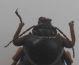 Psamm grossa head.jpg