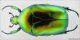 Cetonischema_aeruginosa_II.jpg