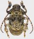 Onychocerus_aculeicornis_French_Guyana_Regina_VIII-2010_13,5mm_grey.jpg