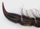 Onychocerus_aculeicornis_antennomero_grey.jpg