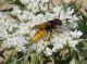philanthus femmina.JPG