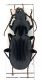 Comb1508-16zL5cr.jpg