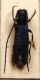 Agapanthia violacea (Fabricius, 1775) .JPG