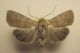 DSCF1113.JPG