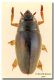 Orectochilus villosus_madonie.jpg