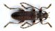 Oxypleurus nodieri_01.jpg
